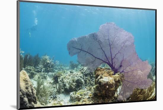 Purple Sea Fan Soft Coral , Clear Blue Waters Off of the Isle of Youth, Cuba-James White-Mounted Photographic Print