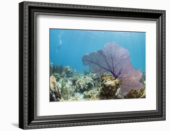 Purple Sea Fan Soft Coral , Clear Blue Waters Off of the Isle of Youth, Cuba-James White-Framed Photographic Print