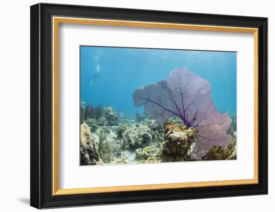 Purple Sea Fan Soft Coral , Clear Blue Waters Off of the Isle of Youth, Cuba-James White-Framed Photographic Print