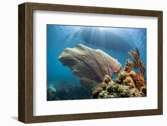 Purple Sea Fan Soft Coral , the Background, Cuba-James White-Framed Photographic Print