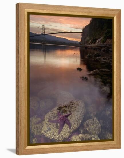 Purple Sea Star (Asterias Ochracea) and Lions Gate Bridge, Stanley Park, British Columbia, Canada-Paul Colangelo-Framed Premier Image Canvas
