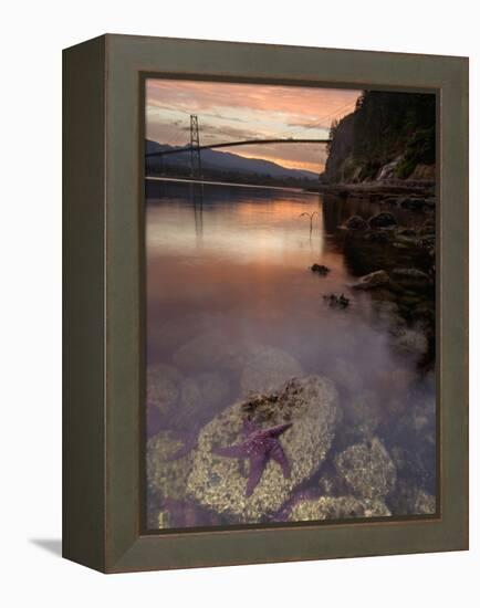 Purple Sea Star (Asterias Ochracea) and Lions Gate Bridge, Stanley Park, British Columbia, Canada-Paul Colangelo-Framed Premier Image Canvas