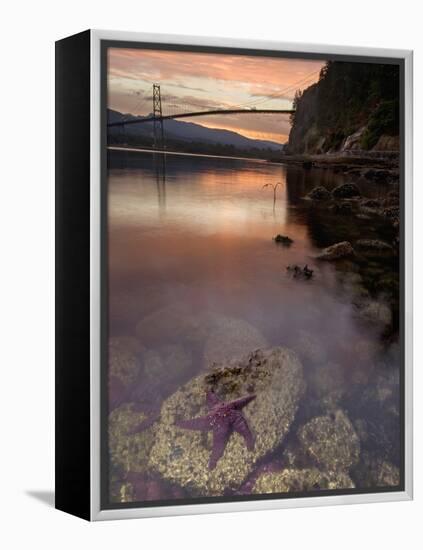 Purple Sea Star (Asterias Ochracea) and Lions Gate Bridge, Stanley Park, British Columbia, Canada-Paul Colangelo-Framed Premier Image Canvas