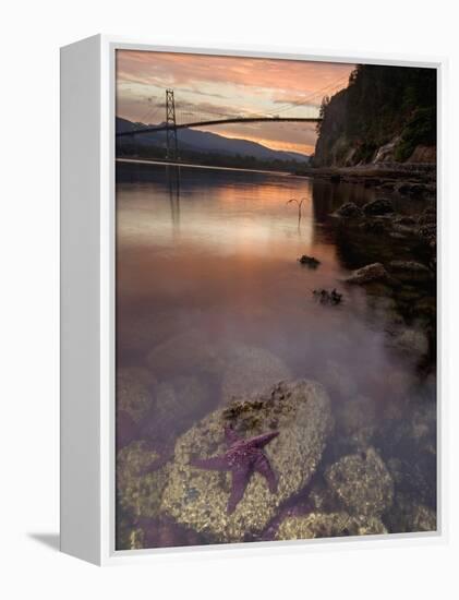 Purple Sea Star (Asterias Ochracea) and Lions Gate Bridge, Stanley Park, British Columbia, Canada-Paul Colangelo-Framed Premier Image Canvas