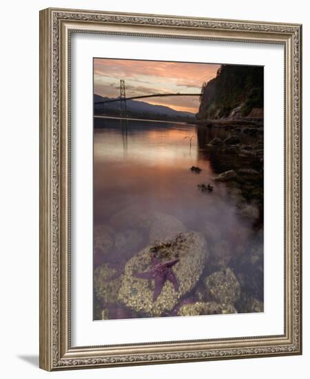 Purple Sea Star (Asterias Ochracea) and Lions Gate Bridge, Stanley Park, British Columbia, Canada-Paul Colangelo-Framed Photographic Print