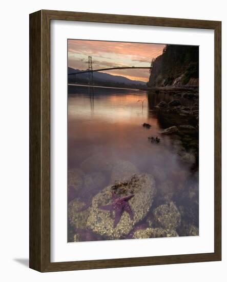 Purple Sea Star (Asterias Ochracea) and Lions Gate Bridge, Stanley Park, British Columbia, Canada-Paul Colangelo-Framed Photographic Print