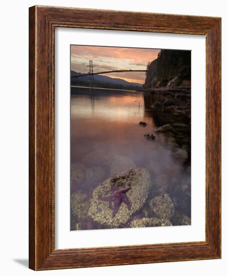 Purple Sea Star (Asterias Ochracea) and Lions Gate Bridge, Stanley Park, British Columbia, Canada-Paul Colangelo-Framed Photographic Print