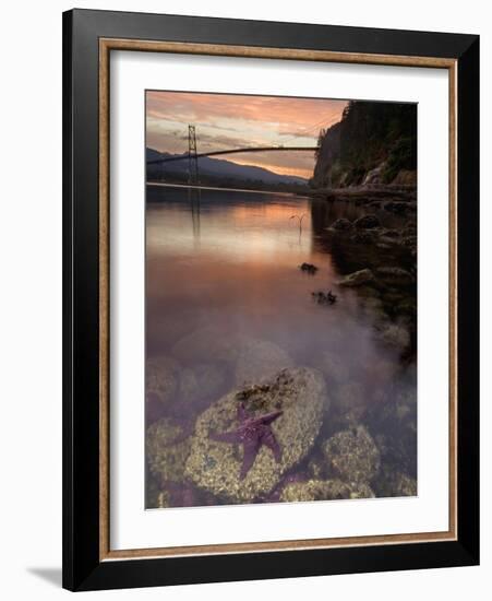 Purple Sea Star (Asterias Ochracea) and Lions Gate Bridge, Stanley Park, British Columbia, Canada-Paul Colangelo-Framed Photographic Print