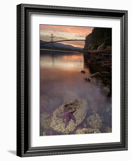 Purple Sea Star (Asterias Ochracea) and Lions Gate Bridge, Stanley Park, British Columbia, Canada-Paul Colangelo-Framed Photographic Print