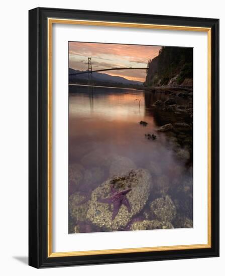 Purple Sea Star (Asterias Ochracea) and Lions Gate Bridge, Stanley Park, British Columbia, Canada-Paul Colangelo-Framed Photographic Print