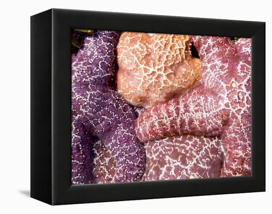 Purple Sea Stars, Long Beach, Pacific Rim National Park Reserve, Tofino, Vancouver Island, Canada-Paul Colangelo-Framed Premier Image Canvas