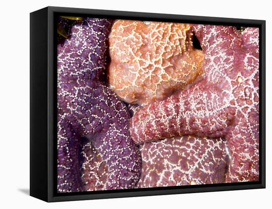 Purple Sea Stars, Long Beach, Pacific Rim National Park Reserve, Tofino, Vancouver Island, Canada-Paul Colangelo-Framed Premier Image Canvas