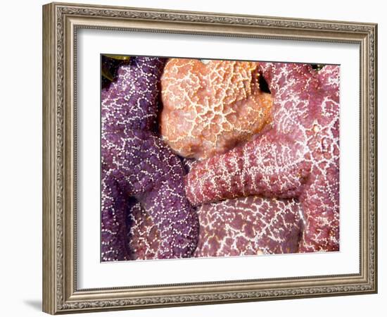 Purple Sea Stars, Long Beach, Pacific Rim National Park Reserve, Tofino, Vancouver Island, Canada-Paul Colangelo-Framed Photographic Print