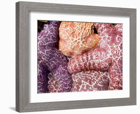 Purple Sea Stars, Long Beach, Pacific Rim National Park Reserve, Tofino, Vancouver Island, Canada-Paul Colangelo-Framed Photographic Print