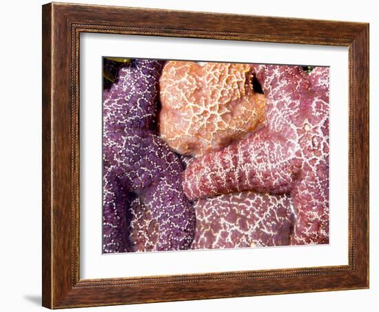 Purple Sea Stars, Long Beach, Pacific Rim National Park Reserve, Tofino, Vancouver Island, Canada-Paul Colangelo-Framed Photographic Print