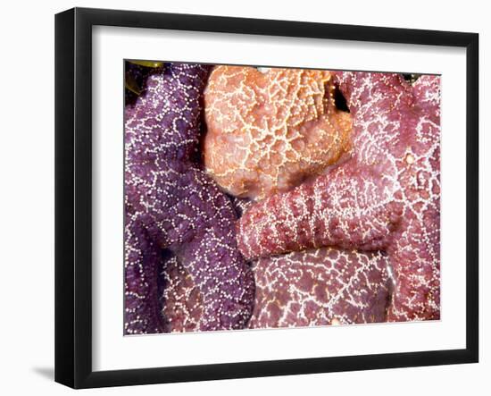Purple Sea Stars, Long Beach, Pacific Rim National Park Reserve, Tofino, Vancouver Island, Canada-Paul Colangelo-Framed Photographic Print