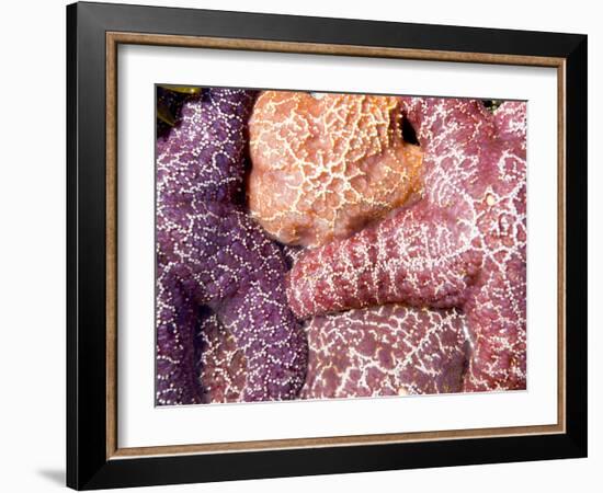 Purple Sea Stars, Long Beach, Pacific Rim National Park Reserve, Tofino, Vancouver Island, Canada-Paul Colangelo-Framed Photographic Print