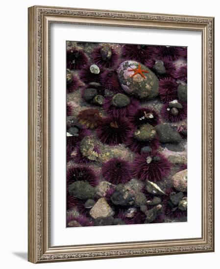 Purple Sea Urchins and Star Fish, Salt Creek Recreational Area, Washington, USA-Jamie & Judy Wild-Framed Photographic Print