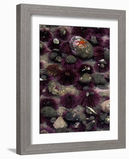 Purple Sea Urchins and Star Fish, Salt Creek Recreational Area, Washington, USA-Jamie & Judy Wild-Framed Photographic Print