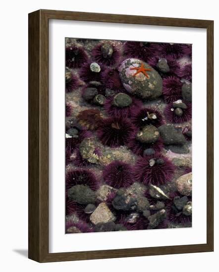 Purple Sea Urchins and Star Fish, Salt Creek Recreational Area, Washington, USA-Jamie & Judy Wild-Framed Photographic Print