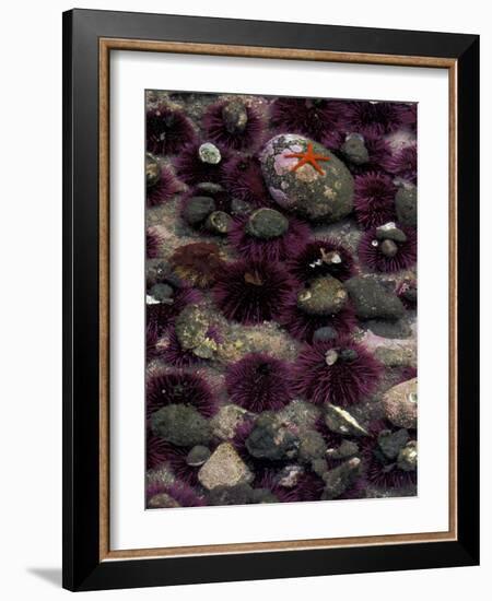 Purple Sea Urchins and Star Fish, Salt Creek Recreational Area, Washington, USA-Jamie & Judy Wild-Framed Photographic Print