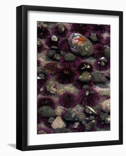 Purple Sea Urchins and Star Fish, Salt Creek Recreational Area, Washington, USA-Jamie & Judy Wild-Framed Photographic Print