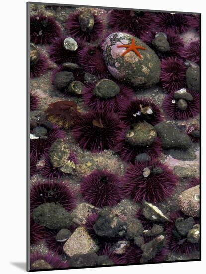 Purple Sea Urchins and Star Fish, Salt Creek Recreational Area, Washington, USA-Jamie & Judy Wild-Mounted Photographic Print