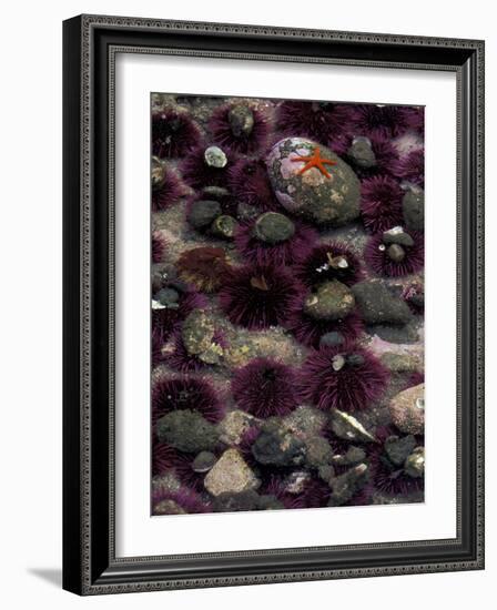 Purple Sea Urchins and Star Fish, Salt Creek Recreational Area, Washington, USA-Jamie & Judy Wild-Framed Photographic Print