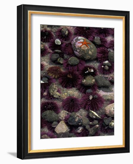 Purple Sea Urchins and Star Fish, Salt Creek Recreational Area, Washington, USA-Jamie & Judy Wild-Framed Photographic Print