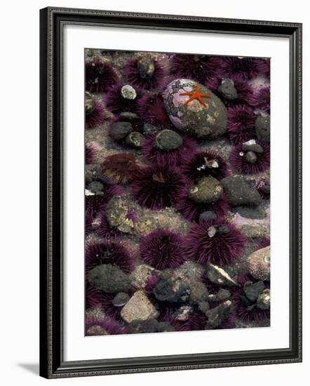 Purple Sea Urchins and Star Fish, Salt Creek Recreational Area, Washington, USA-Jamie & Judy Wild-Framed Photographic Print