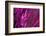 Purple Sequin Background-maksheb-Framed Photographic Print