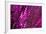 Purple Sequin Background-maksheb-Framed Photographic Print