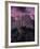 Purple Sky over Half Dome-Jim Zuckerman-Framed Photographic Print