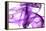 Purple Smoke-Nneirda-Framed Stretched Canvas