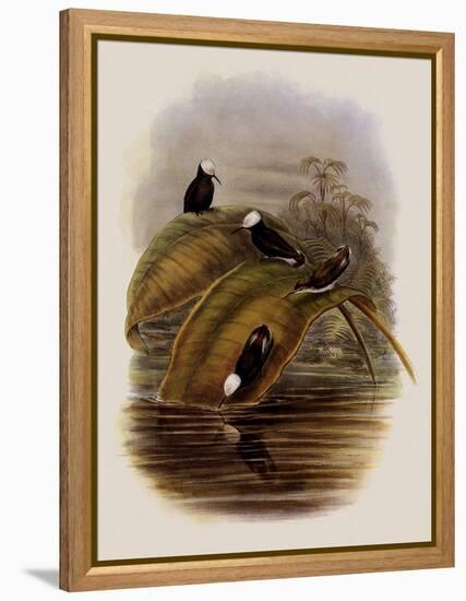 Purple Snowcap, Microchera Parvirostris-John Gould-Framed Premier Image Canvas