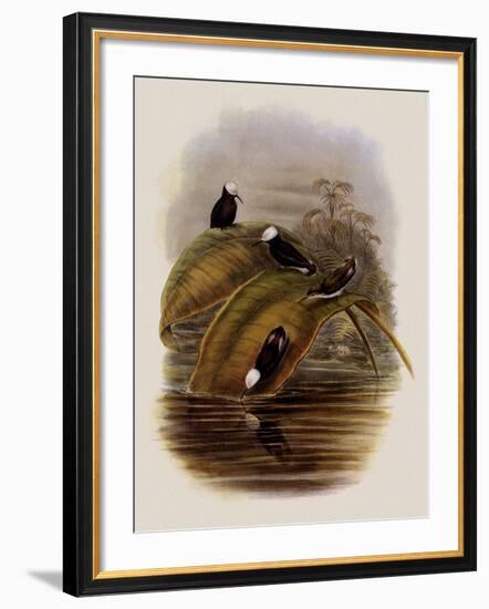 Purple Snowcap, Microchera Parvirostris-John Gould-Framed Giclee Print