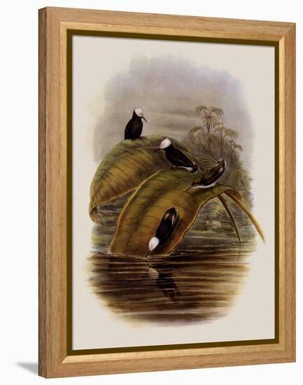 Purple Snowcap, Microchera Parvirostris-John Gould-Framed Premier Image Canvas