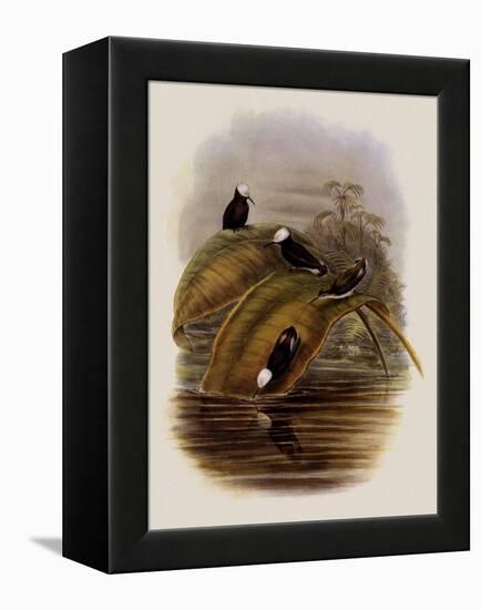 Purple Snowcap, Microchera Parvirostris-John Gould-Framed Premier Image Canvas