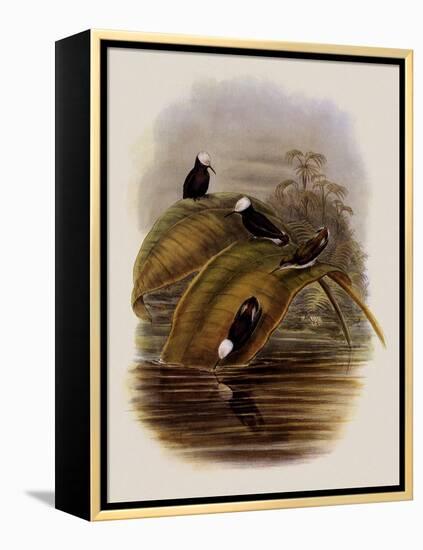 Purple Snowcap, Microchera Parvirostris-John Gould-Framed Premier Image Canvas