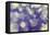 Purple Spotted Background-Saiva-Framed Premier Image Canvas