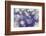 Purple Spotted Background-Saiva-Framed Photographic Print