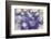 Purple Spotted Background-Saiva-Framed Photographic Print