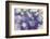 Purple Spotted Background-Saiva-Framed Photographic Print