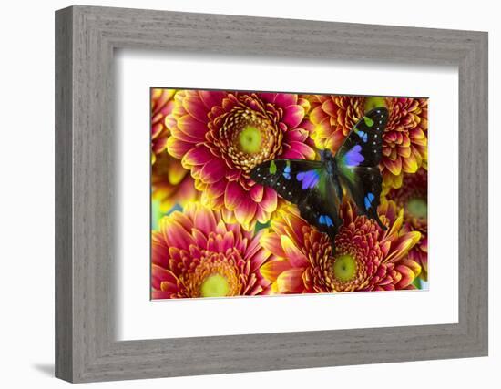 Purple Spotted Swallowtail Butterfly, Graphium Weiski-Darrell Gulin-Framed Photographic Print