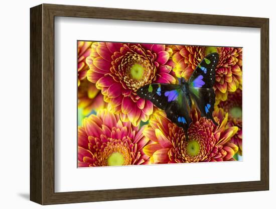 Purple Spotted Swallowtail Butterfly, Graphium Weiski-Darrell Gulin-Framed Photographic Print