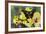 Purple Spotted Swallowtail Butterfly, Graphium Weskit-Darrell Gulin-Framed Photographic Print