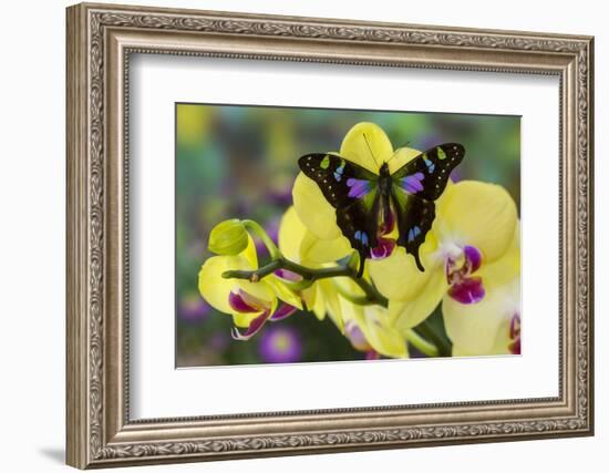 Purple Spotted Swallowtail Butterfly, Graphium Weskit-Darrell Gulin-Framed Photographic Print