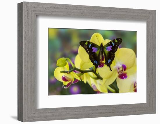 Purple Spotted Swallowtail Butterfly, Graphium Weskit-Darrell Gulin-Framed Photographic Print