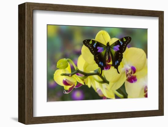 Purple Spotted Swallowtail Butterfly, Graphium Weskit-Darrell Gulin-Framed Photographic Print