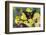 Purple Spotted Swallowtail Butterfly, Graphium Weskit-Darrell Gulin-Framed Photographic Print